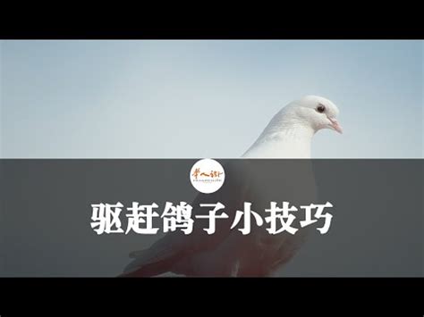 鳥飛到陽台|【鳥飛來陽台】鳥兒飛來報喜！陽台飛來小鳥、鴿子築巢，象徵好。